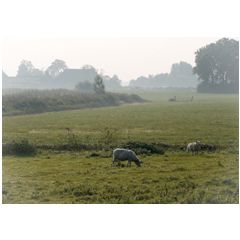 ansichtkaart - schapen in de wei | muller wenskaarten