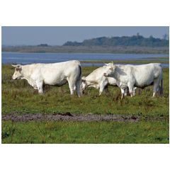 ansichtkaart - witte runderen koeien bij water | muller wenskaarten