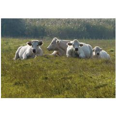 ansichtkaart - witte runderen koeien | muller wenskaarten