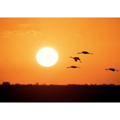 ansichtkaart eye-comm - kraanvogels bij zon