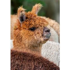 ansichtkaart eye-comm - alpaca