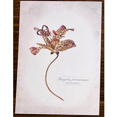 ansichtkaart van jenny bakker - armeluisorchidee | Muller wenskaarten