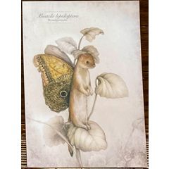 ansichtkaart van jenny bakker - hermelijnvlinder | Muller wenskaarten
