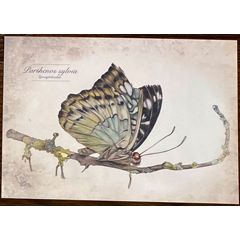 ansichtkaart dubbeldieren van jenny bakker - ijsvogelvlinder | muller wenskaarten