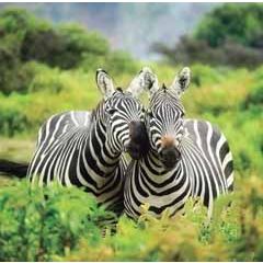 wenskaart second nature - zebra