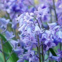 bloemenkaart muller wenskaarten - blue bells of boshyacint