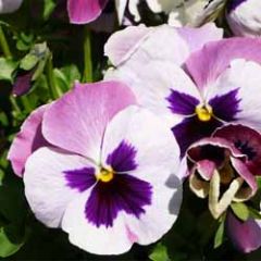bloemenkaart - viooltjes