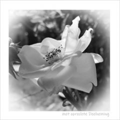 bloemenkaart muller wenskaarten - met oprechte deelneming - roos