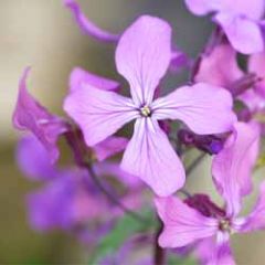wenskaart muller wenskaarten - paarse bloemetjes