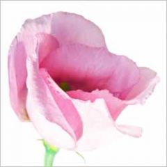 wenskaart muller wenskaarten - roze bloem
