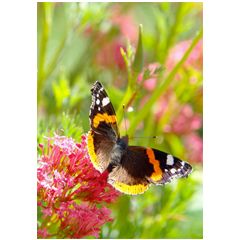 grote wenskaart a4 - vlinder op bloem | muller wenskaarten