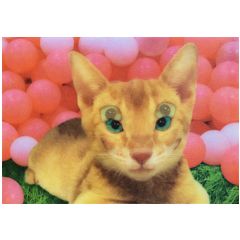 3d ansichtkaart - lenticulaire kaart - lachende kat