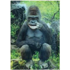 3d ansichtkaart - lenticulaire kaart - gorilla met v teken