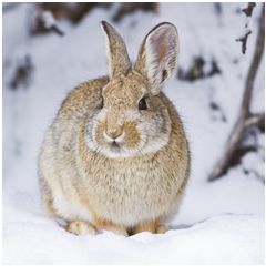 8 kerstkaarten second nature - 2 soorten - konijn - herten
