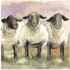 wenskaart alex clark - schapen | muller wenskaarten