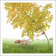 wenskaart woodmansterne - hond aan boom