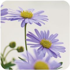 vierkante ansichtkaart met envelop - paarse bloemen | muller wenskaarten