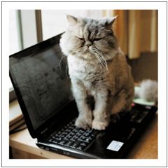 wenskaart woodmansterne - kat op laptop