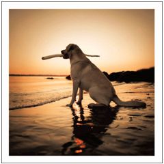 wenskaart woodmansterne - hond aan zee