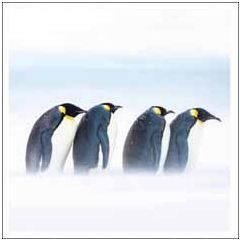 6 luxe kerstkaarten woodmansterne - pinguins | muller wenskaarten