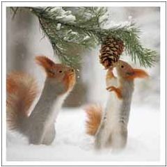 6 luxe kerstkaarten woodmansterne - eekhoorns in de sneeuw | muller wenskaarten