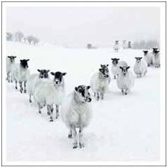 6 luxe kerstkaarten woodmansterne - schapen in de sneeuw | muller wenskaarten