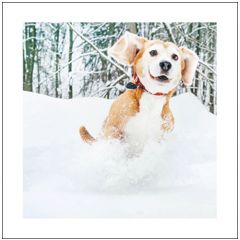 6 kerstkaarten woodmansterne - hondje in de sneeuw