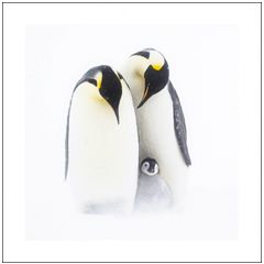 6 luxe kerstkaarten woodmansterne - pinguin