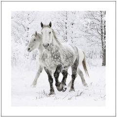 6 luxe kerstkaarten woodmansterne - paarden in de sneeuw