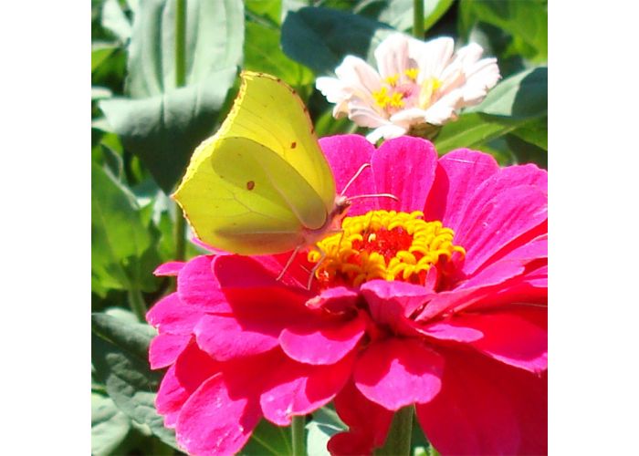 Welp bloemenkaart - vlinder op bloem - geel, roze | online kaarten IU-76