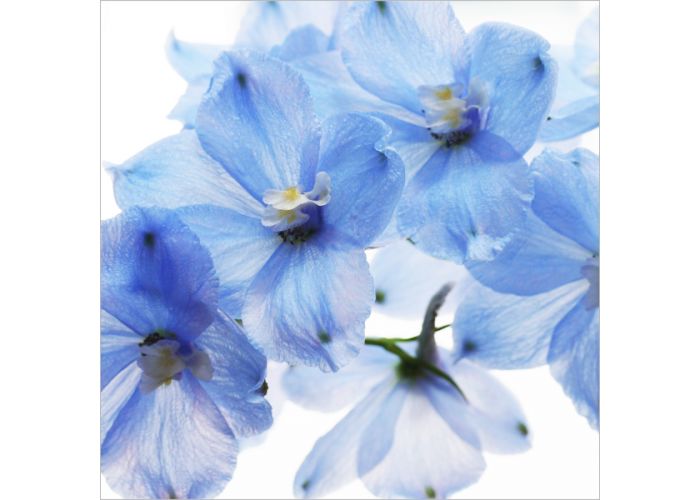 bloemenkaart wenskaarten blauwe bloemen|Muller wenskaarten